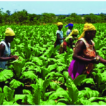 Tobacco-field-ZTB-2018