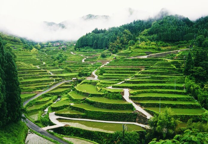 Fukuoka-Tsuzura_Rice_Terrace_in_an_Early_Summer-xl