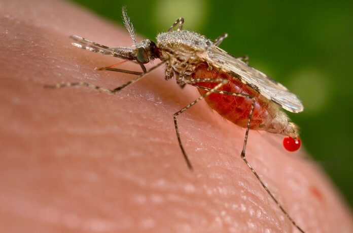 Anopheles_stephensi (1)