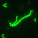 Śmiertelne epidemie dżumy wśród łowców-zbieraczy z jeziora Bajkał 5500 lat temu / Ruairidh Macleod, Frederik V. Seersholm, Bianca De Sanctis, Angela Lieverse, Adrian Timpson, Rick Schulting, Jesper T. Stenderup, Charleen Gaunitz ,Lasse Vinner, Olga Iwanowna Goriunova, Włodzimierz Iwanowicz Bazalijski, Siergiej W. Wasiljew, Erin Jessup, Yucheng Wang, Christopher Bronk Ramsey, Mark G. Thomas, Russell Corbett-Detig, Astrid KN Iversen, Andrzej W. Weber ,Martin Sikora i Eske Willerslev