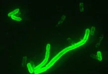 Śmiertelne epidemie dżumy wśród łowców-zbieraczy z jeziora Bajkał 5500 lat temu / Ruairidh Macleod, Frederik V. Seersholm, Bianca De Sanctis, Angela Lieverse, Adrian Timpson, Rick Schulting, Jesper T. Stenderup, Charleen Gaunitz ,Lasse Vinner, Olga Iwanowna Goriunova, Włodzimierz Iwanowicz Bazalijski, Siergiej W. Wasiljew, Erin Jessup, Yucheng Wang, Christopher Bronk Ramsey, Mark G. Thomas, Russell Corbett-Detig, Astrid KN Iversen, Andrzej W. Weber ,Martin Sikora i Eske Willerslev