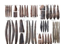 Starożytne drewniane narzędzia znalezione w Gantangqing w południowo-zachodnich Chinach mają około 300 000 lat / Bo Li, Jianhui Liu, Robin Dennell, Xing Gao